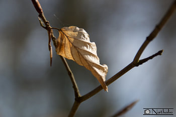Eenzaam blad in de lente