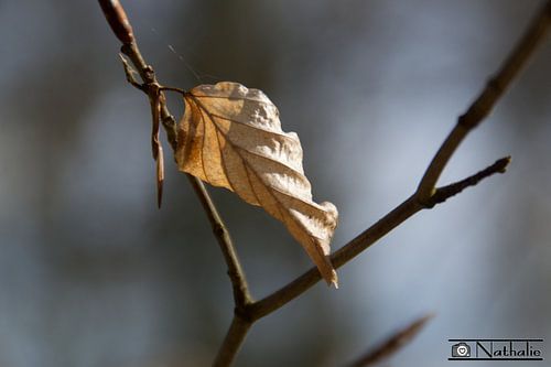 Eenzaam blad in de lente von Nathalie den Besten