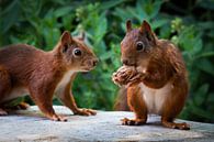 Squirrels come to eat walnut by Klaartje Majoor thumbnail