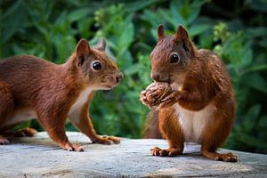 Eichhörnchen kommen zum Walnussessen von Klaartje Majoor