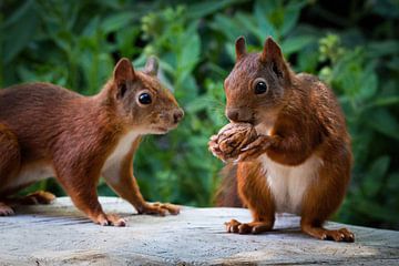 Squirrels come to eat walnut by Klaartje Majoor