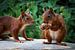 Les écureuils viennent manger des noix sur Klaartje Majoor