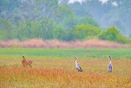 Crane birds and and a deer in a field during springtime by Sjoerd van der Wal Photography