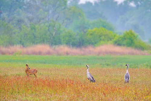 Kraniche und ein Reh auf einer Wiese im Frühling von Sjoerd van der Wal Fotografie