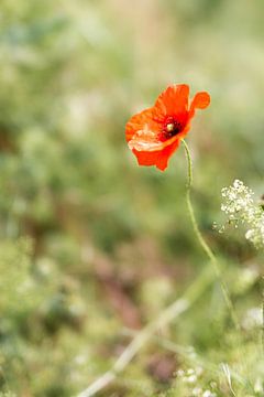 Mohn von Miranda van Hulst