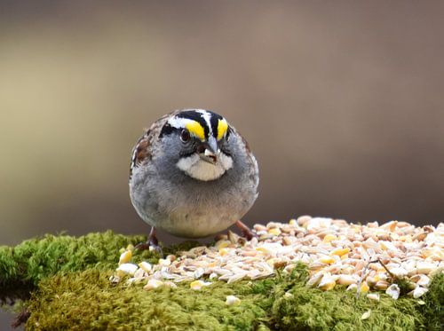 Een witborstige jirp aan de voederbak
