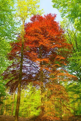 Rode Beuk in het groen