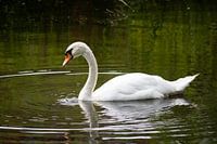 Schwan auf dem Wasser