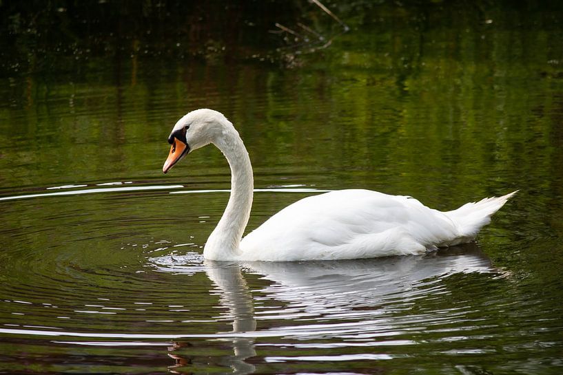 Cygne dans l'eau par Susanna Gerritse