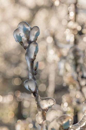 Beregenen bloesem in de Betuwe