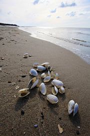 Ostsee mit Muscheln von Thomas Jäger