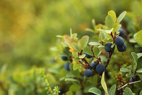 The Bog Bilberry by Hagalnaudir