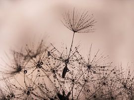 Fluffy hebt sich von den anderen ab von Marjolijn van den Berg