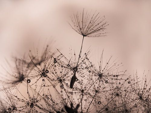 Pluisje steekt uit boven de anderen