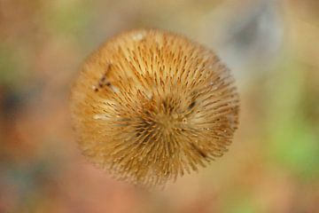 Autumnal perfection - macro photography von ViLa