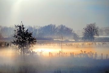 Winterlicht en mist in een polder met bomen en schapenhekken in Zeeland,