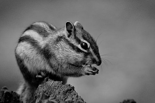 Siberian ground squirrel