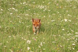Vosje komt aangelopen bij Oostvaardersplassen van Sander Miedema