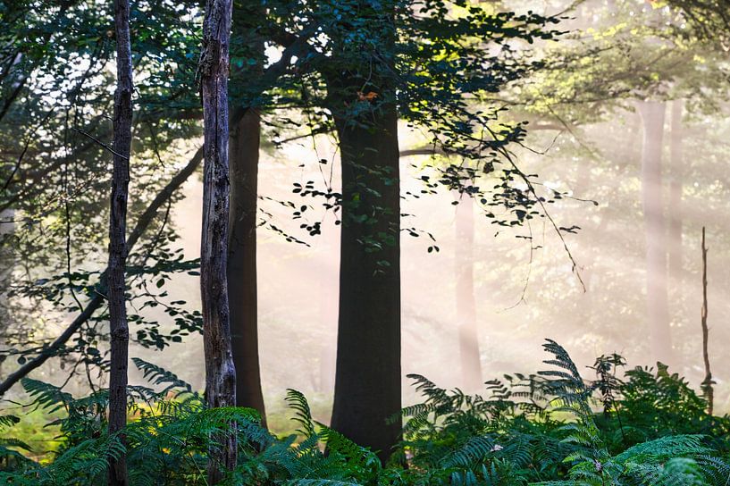 Breda Liesbos in the fog by Egon Zitter