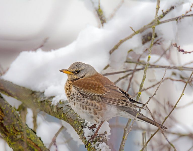 Drossel im schneebedeckten Baum von ManfredFotos