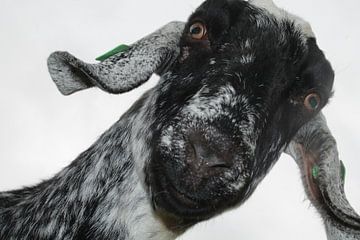 Happy Goat by Franklin Verbeek