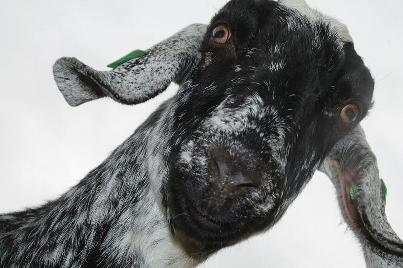 Happy Goat van Franklin Verbeek