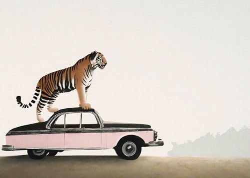Tiger on a car roof
