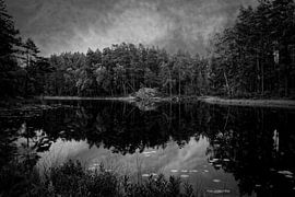 meertje in de ongerepte natuur von robin waslander