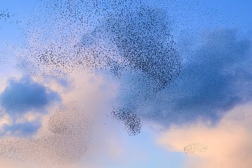 Spreeuwen tijdens zonsondergang aan het eind van de dag