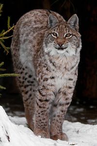 Un lynx gracieux et beau lynx sauvage sur Michael Semenov