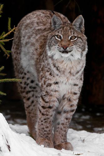 Een sierlijke en mooie wilde lynx van wilde katten