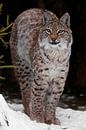 Un lynx gracieux et beau lynx sauvage par Michael Semenov Aperçu