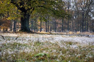 der Tau auf dem Untergrund akzentuiert den Herbst im Wald von Hans de Waay