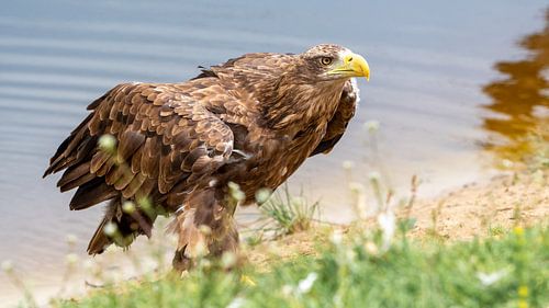 Aigle à tête blanche