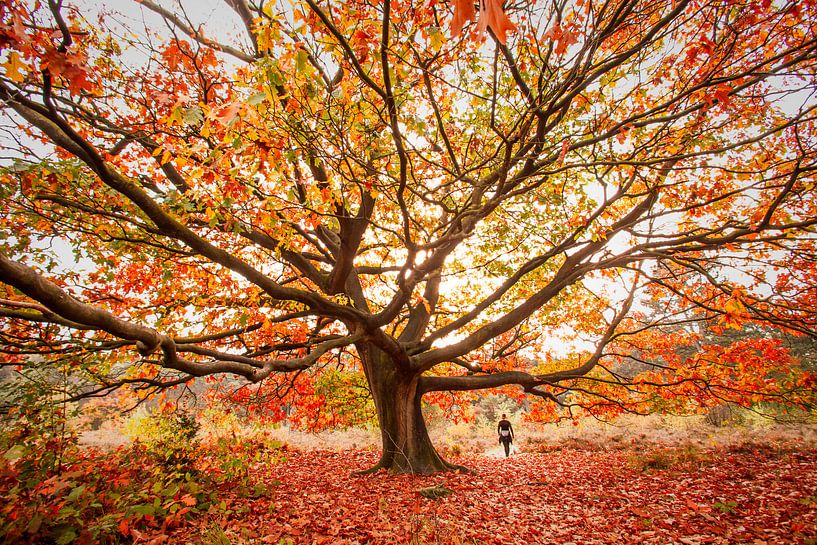 herfst by Bertrik Hakvoort