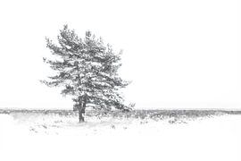 Schneelandschaft auf der Veluwe