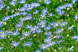 Prairie printanière avec marguerites des prés bleutées sur Dieter Meyer