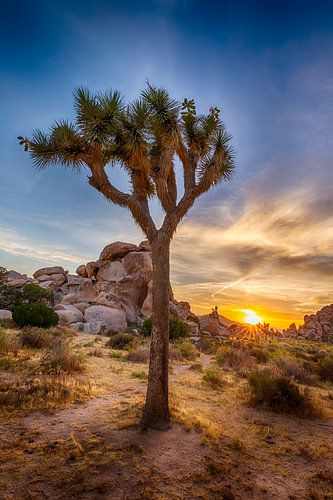 Charmante zonsondergang in Joshua Tree National Park