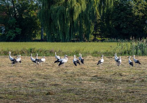 Un groupe de cigognes blanches sur une prairie fraîchement fauchée