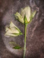 IJsbloemen