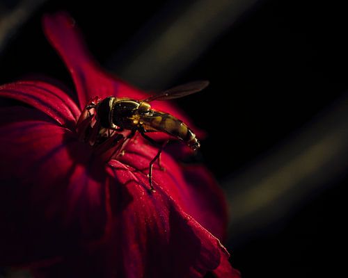 A hoverfly during a heavy lunch