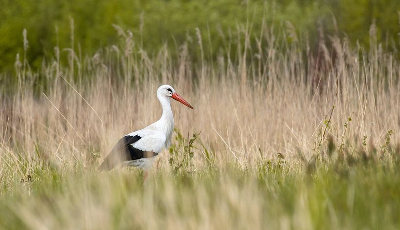 Stork in the reeds by Abe Bakker