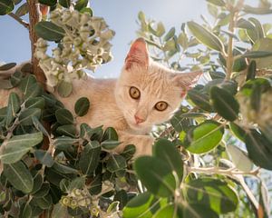 Lustiges Kätzchen klettert auf einen Baum von Katho Menden