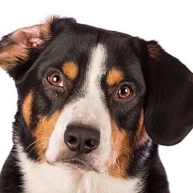 Miko, onze 3-jarige Entlebucher Sennenhond by Sven Olaerts