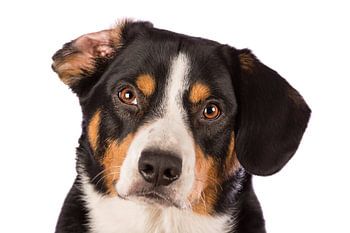 Miko, onze 3-jarige Entlebucher Sennenhond