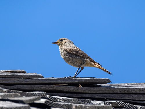 Roodstaart op het dak