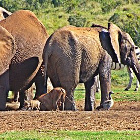 Elephants at a waterhole by Werner Lehmann