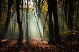 Spotlight in the beautiful Speulder forest sur Martin Podt