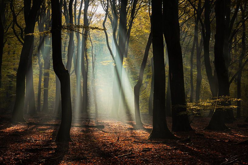 Zonnestralen in het Speulderbos van Martin Podt