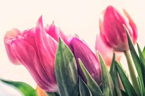 Colourful bouquet of tulips